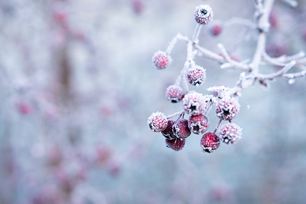 Winter berries 600 x 400